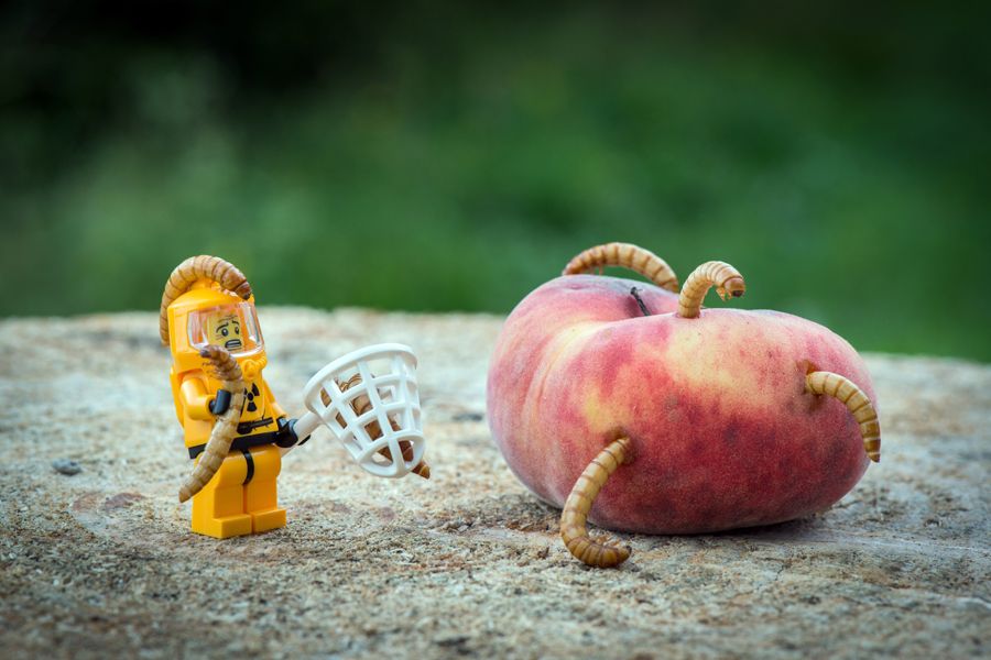 Photo de SAMSOFY a pour titre WORMS style figuratif dim : SAMSOFYprix:60