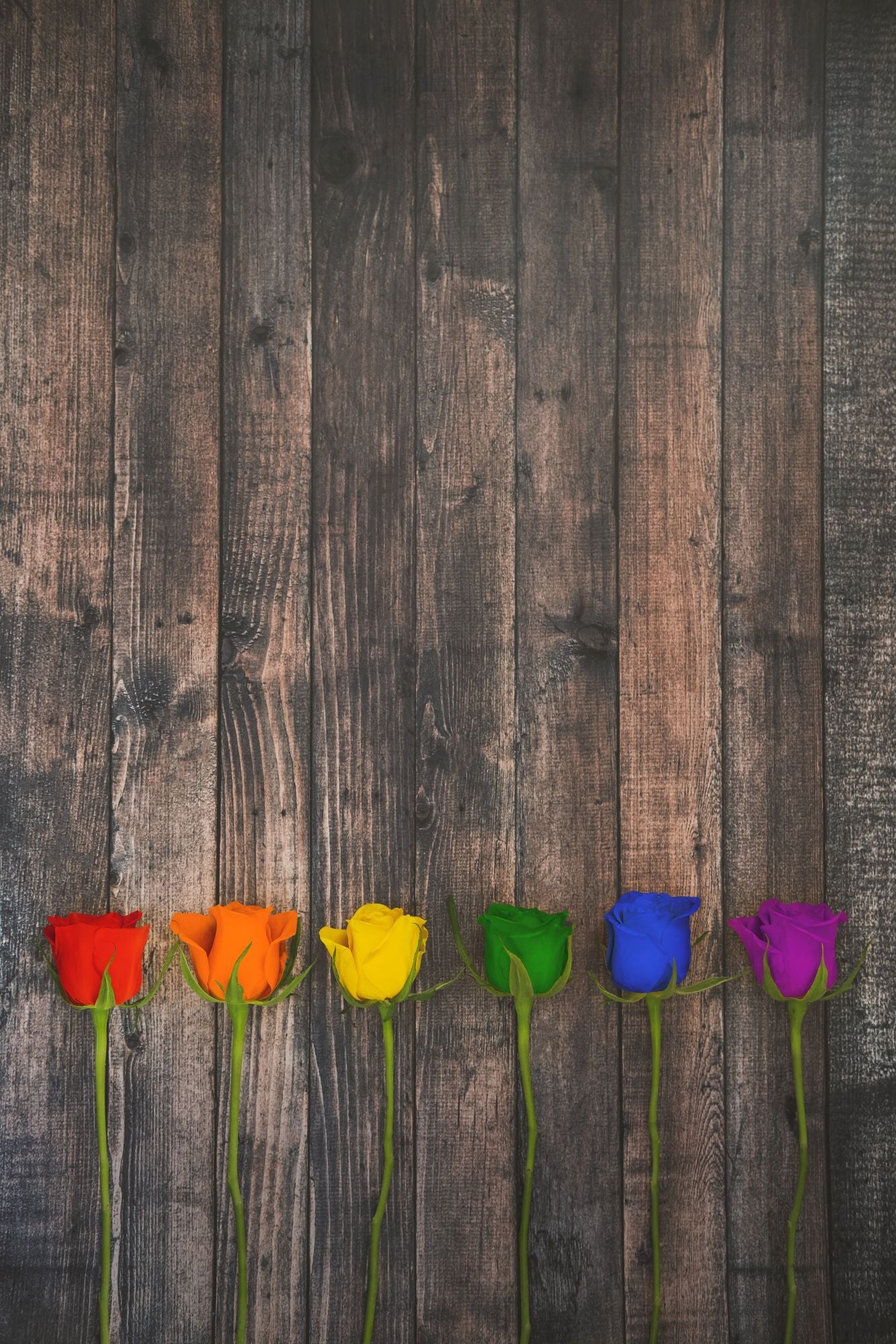 Photo de AURELIE SARRAMON a pour titre Rainbow Roses style figuratif dim : AURELIE SARRAMONprix:60
