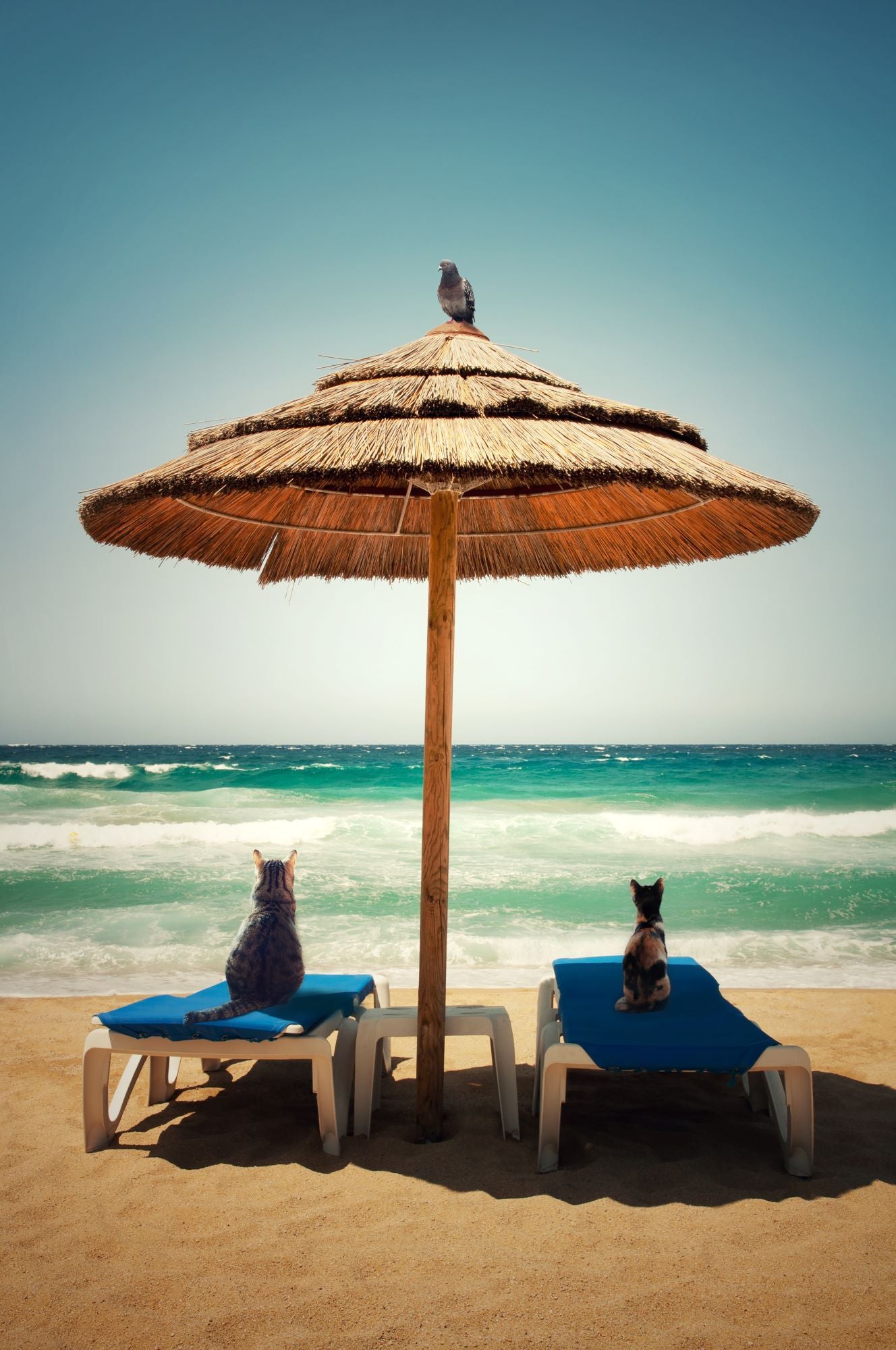 Photo de AURELIE SARRAMON a pour titre  Contemplation II style figuratif dim : AURELIE SARRAMONprix:60