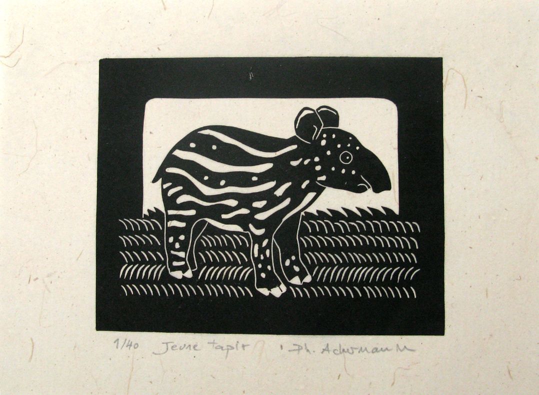 Editions d'art de PHILIPPE ACHERMANN a pour titre  Jeune Tapir style figuratif, graphique dim : PHILIPPE ACHERMANNprix:40