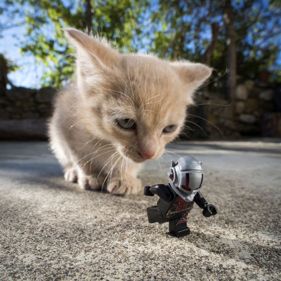 Photo de SAMSOFY a pour titre  ANTMAN ESCAPE style graphique dim : SAMSOFYprix: